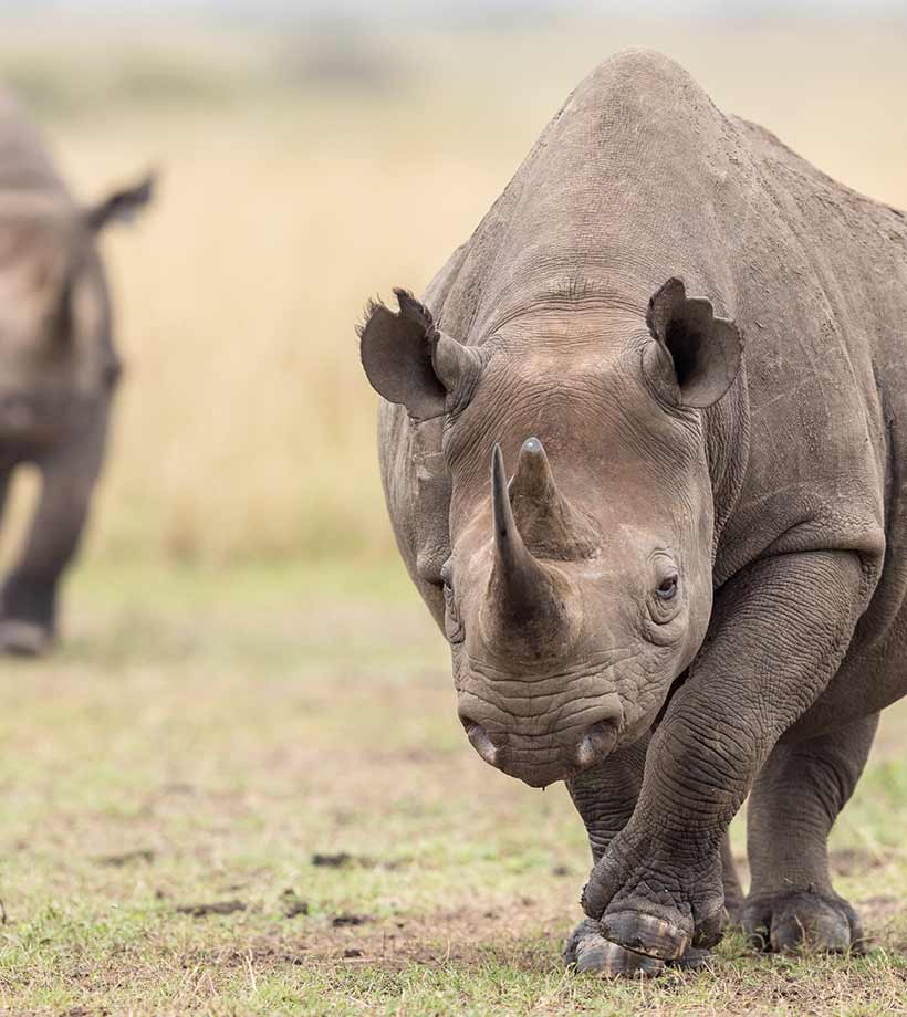 One Rhino up close