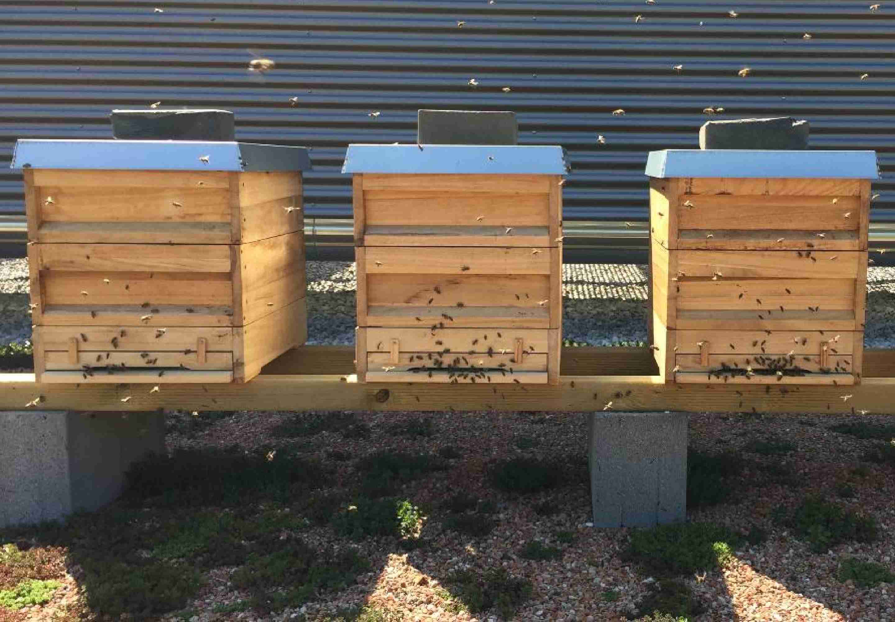Bees at the back of a wooden box