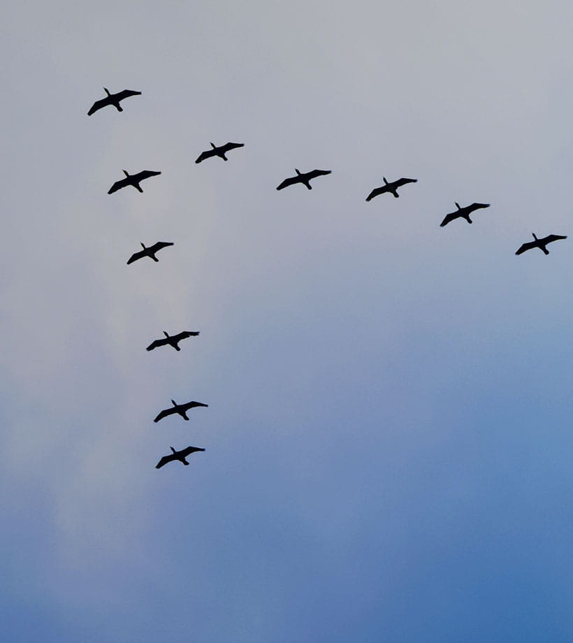 Migrating geese flying across blue sky with light clouds